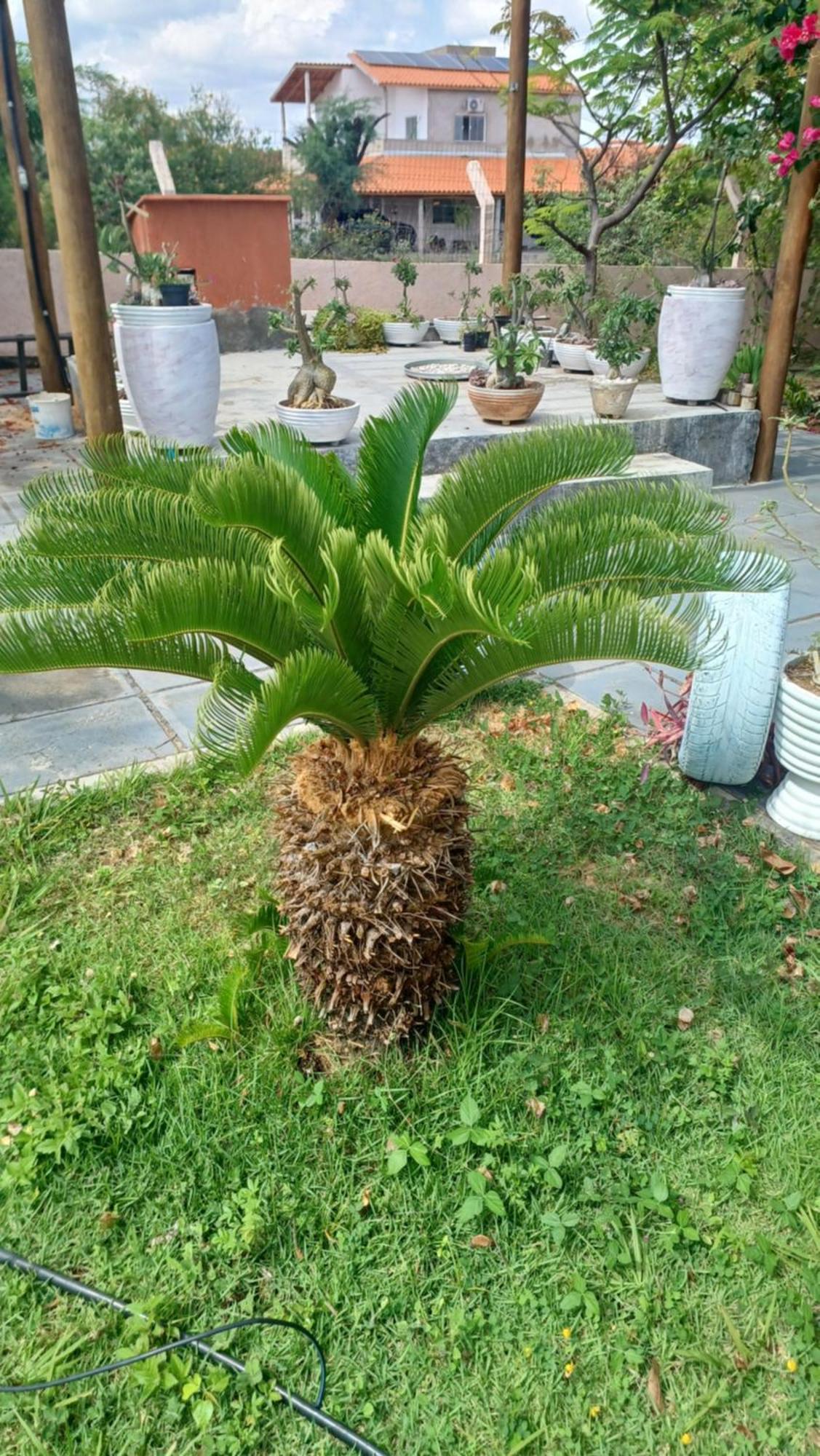 Anexo Da Casa De Campo - 2/4 Com Piscina Petrolina Exteriör bild